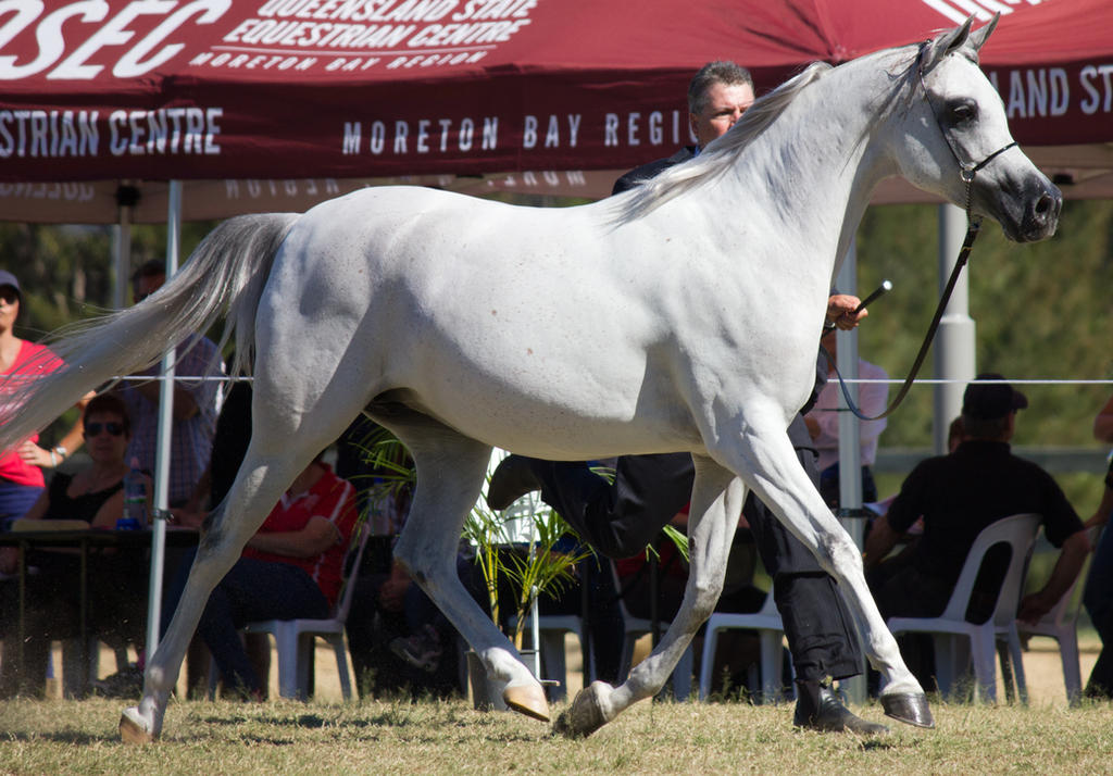 STOCK - 2014 Arabian Challenge-292