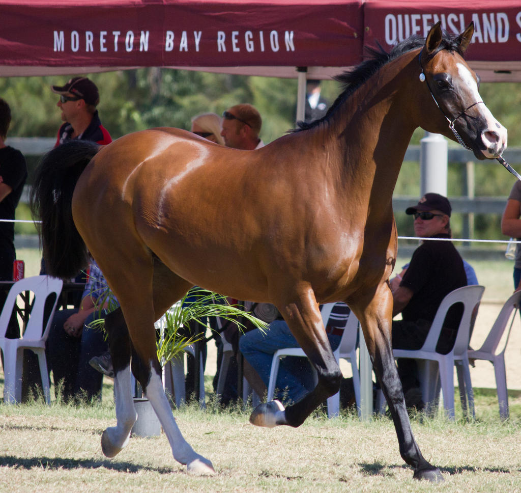 STOCK - 2014 Arabian Challenge-267