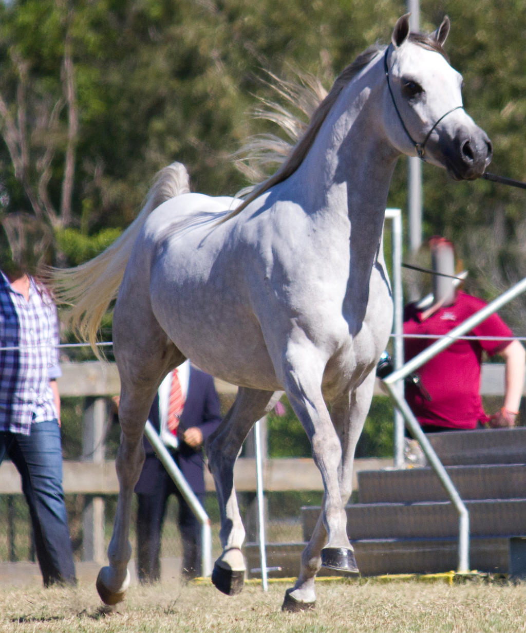 STOCK - 2014 Arabian Challenge-391