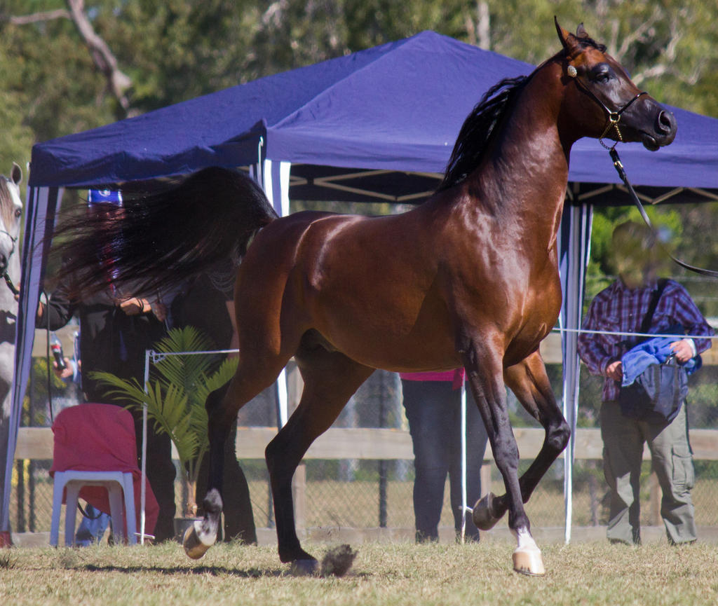 STOCK - 2014 Arabian Challenge-386