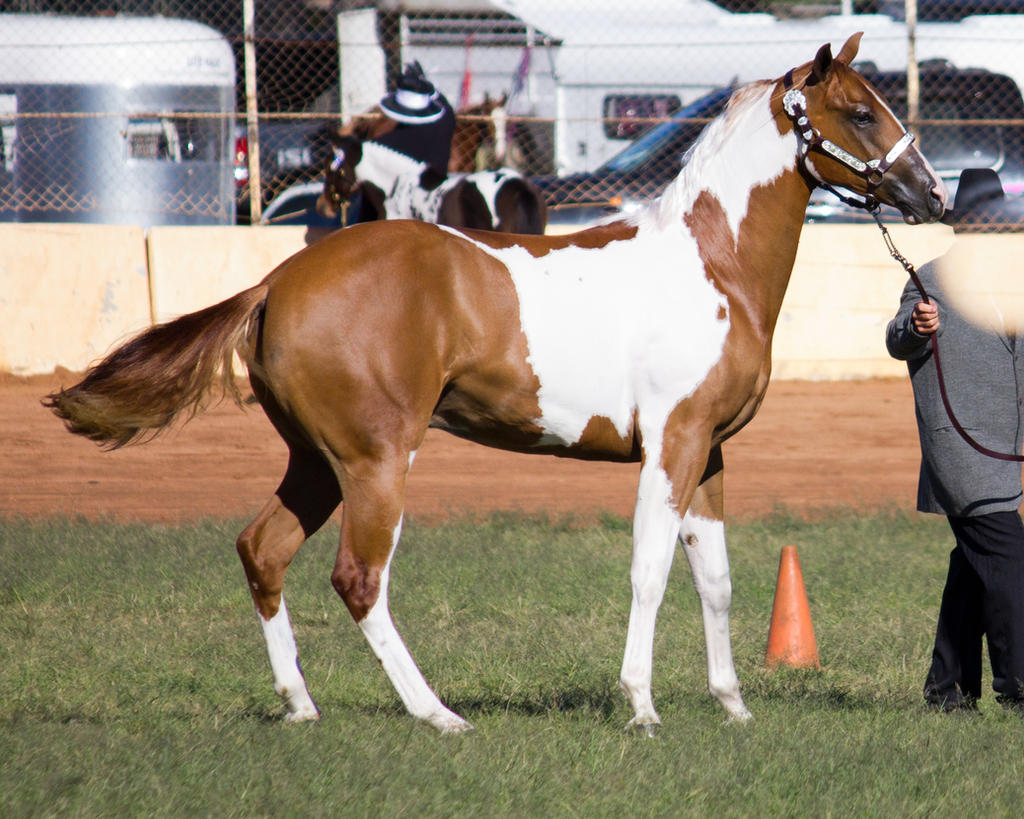 STOCK - 2014 Youngstock-79