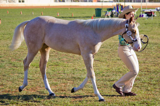 STOCK - 2014 Youngstock-56