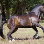 STOCK - 2014 Sep Tolly-26