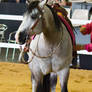 STOCK - 2014 Total Equine Expo-26