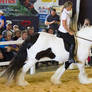 STOCK - 2014 Total Equine Expo-70