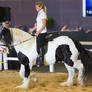 STOCK - 2014 Total Equine Expo-58