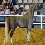 STOCK - 2014 Total Equine Expo-97
