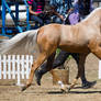 STOCK - 2014 TotR Arabians-93