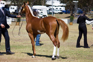 STOCK - 2014 TotR Arabians-77