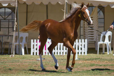 STOCK - 2014 TotR Arabians-74