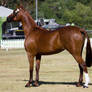 STOCK - 2014 TotR Arabians-28