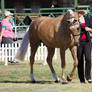 STOCK - 2014 TotR Arabians-26