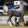 STOCK - 2014 TotR Arabians-11