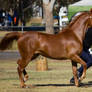 STOCK - 2014 TotR Arabians-4