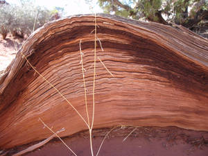 Hills of sand in wood