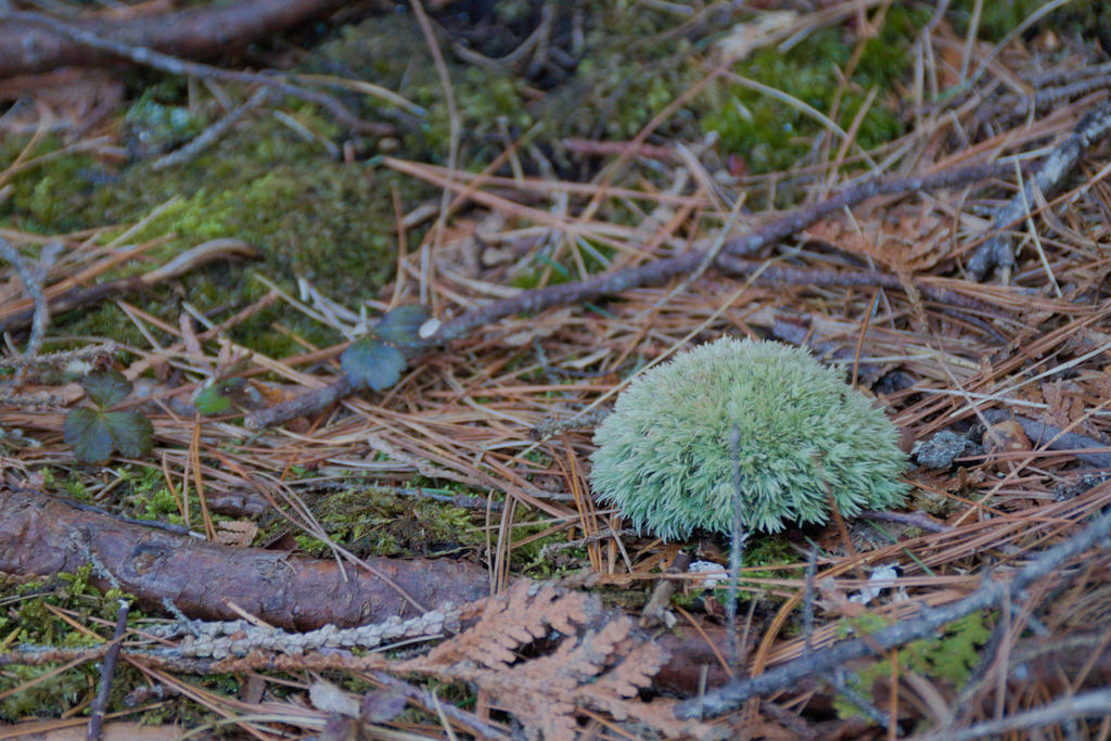 Tiny Shrub