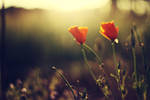 Orange by MisterPoulpe