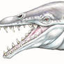 Basilosaurus   head