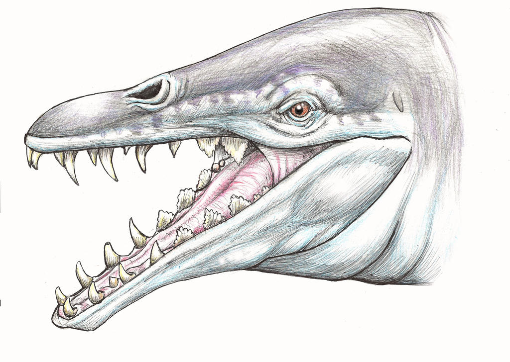 Basilosaurus   head
