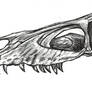 Velociraptor osmolskae skull