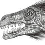 Dromeosaur albertensis  head