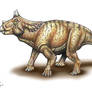 triceratops  baby