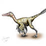 Byronosaurus jaffei