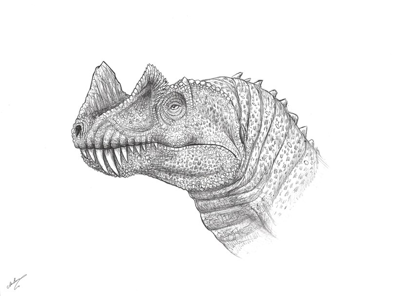 Ceratosaurus  2