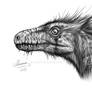Head of Dromeosaurus