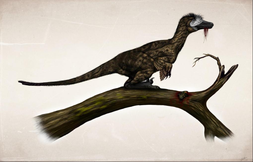 Austroraptor camouflage