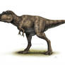 Tyrannosauridae sp. (Kundur)