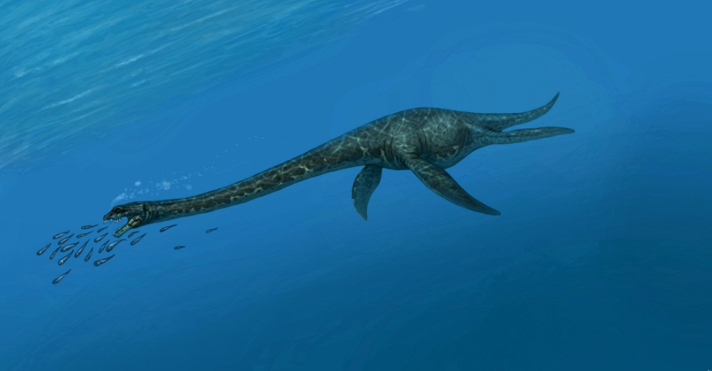 Zarafasaura oceanis