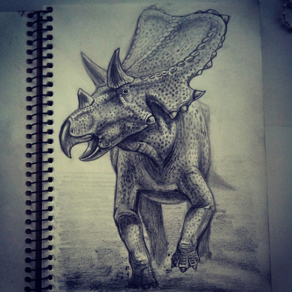 Mercuriceratops  sketch