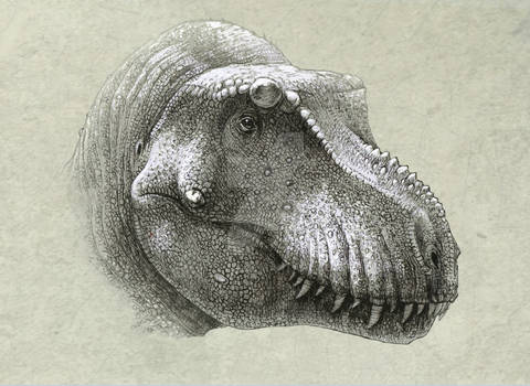 Daspletosaurus horneri