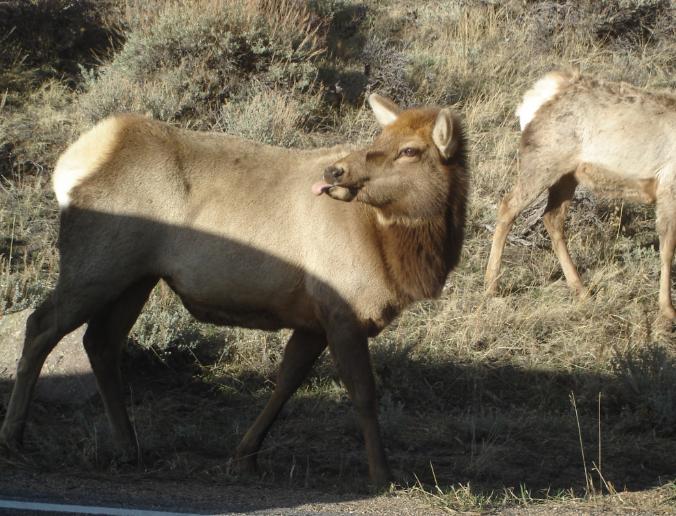 Only in Estes Park