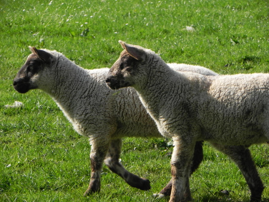 Ranch Sheep 3 by Amysthia on DeviantArt