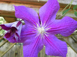 Deep Clematis