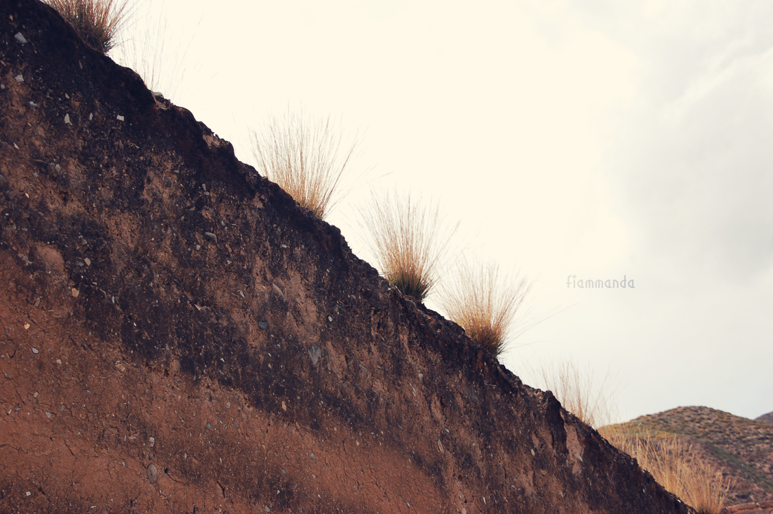 Grass on a Wall