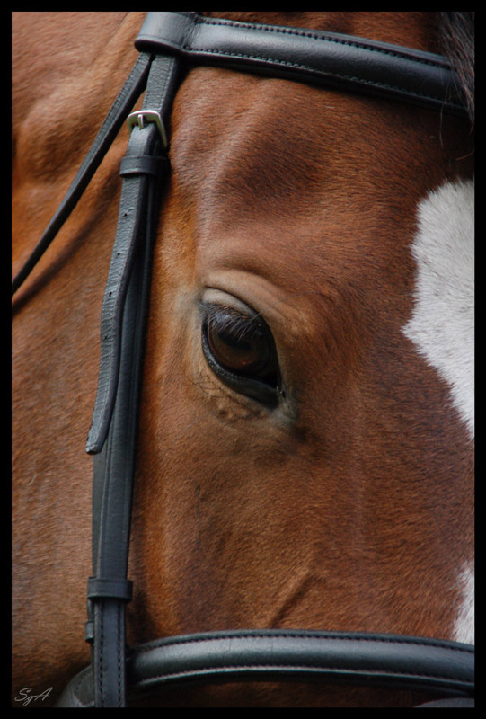 Equine Headshot