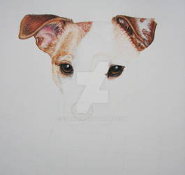 Dog Commission No. 2 WIP 2