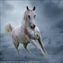 Horse Avatar ~ Yedaiah