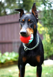 Bentley and his red ball