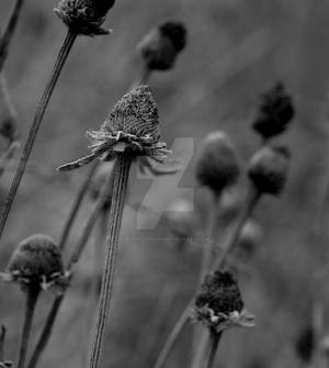 Cone Flower