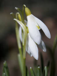 snowdrops 1