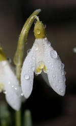 snowdrops 2