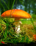 Mushroom by ukraine-photo