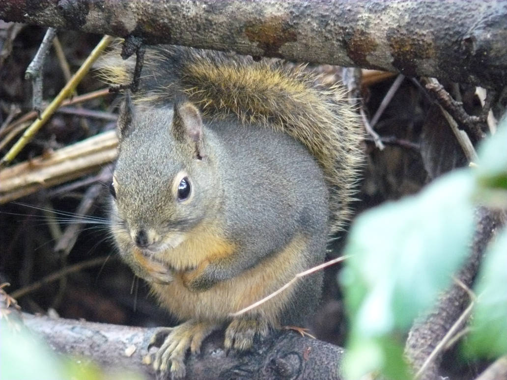 Chipmonk Up Close by jshannon86 on DeviantArt
