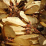 maple seeds 02