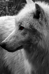 White Wolf