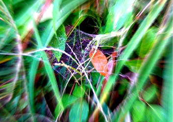 Web